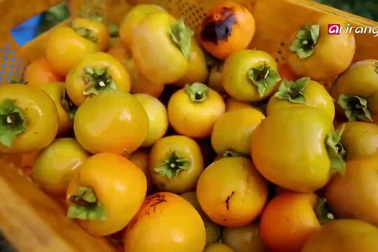 Cận cảnh quy trình làm hồng sấy khô ở Hàn Quốc