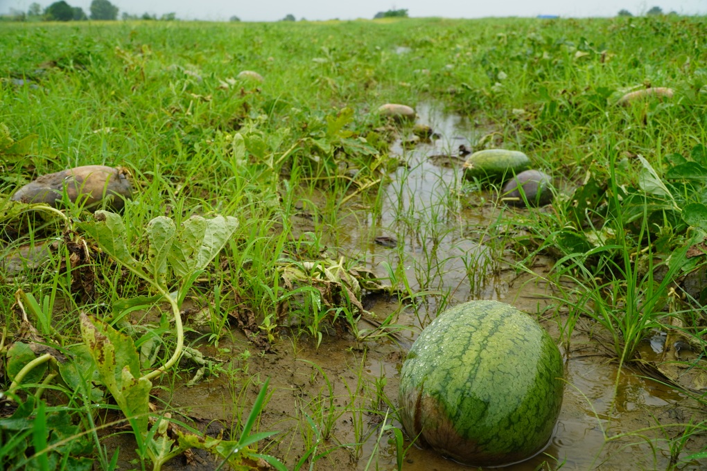52ha dưa hấu bị mưa nhấn chìm, nông dân khóc nghẹn vì trắng tay - 4 52ha dưa hấu bị mưa nhấn chìm, nông dân khóc nghẹn vì trắng tay - 4