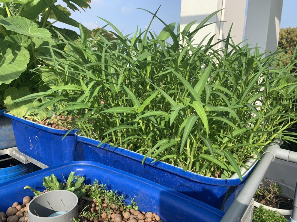 Làm vườn rau sạch, hái tặng hàng xóm suốt 2 tháng mùa dịch - 8 Làm vườn rau sạch, hái tặng hàng xóm suốt 2 tháng mùa dịch - 8