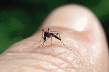 Cách phòng và chữa muỗi đốt