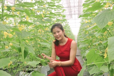 Trồng dưa “mắn đẻ”, giám đốc nông dân xinh như hotgirl bán trái vô siêu thị