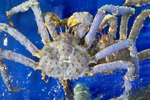 Tại sao cua hoàng đế có màu tím xanh, ăn có độc không?