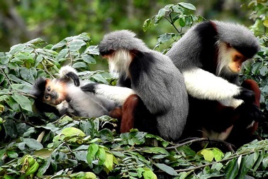 Đà Nẵng nói rõ về quy hoạch Sơn Trà, nhà máy thép bị dân "vây"