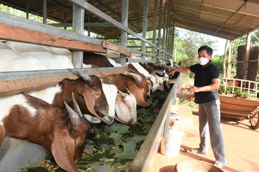Quảng Trị đa dạng hóa sinh kế, nhân rộng mô hình giảm nghèo bền vững