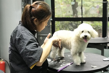 "Rút hầu bao" tiền triệu để làm đẹp cho thú cưng đón Tết