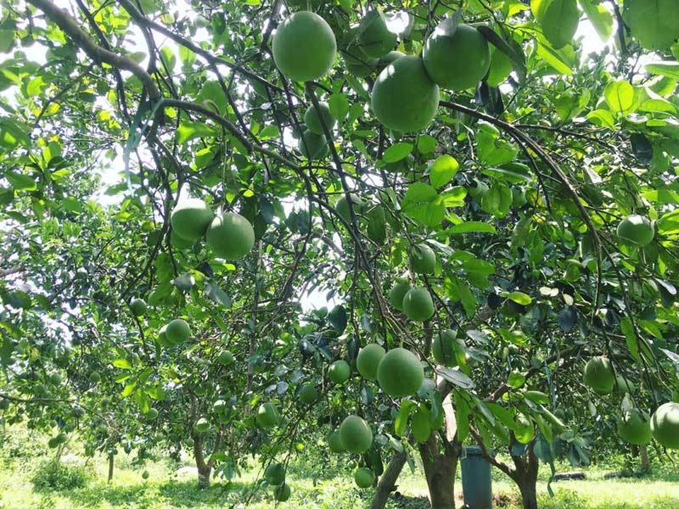 Tỷ phú 15 vạn quả bưởi, cuộc đổi đời anh sinh viên bán kem dạo - 1