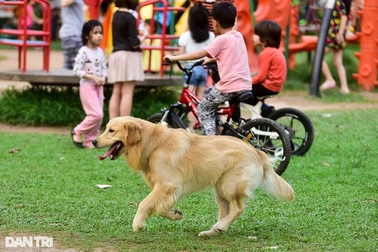 Hàng xóm hận thù, cạch mặt nhau vì "cuộc chiến" nuôi chó mèo ở chung cư