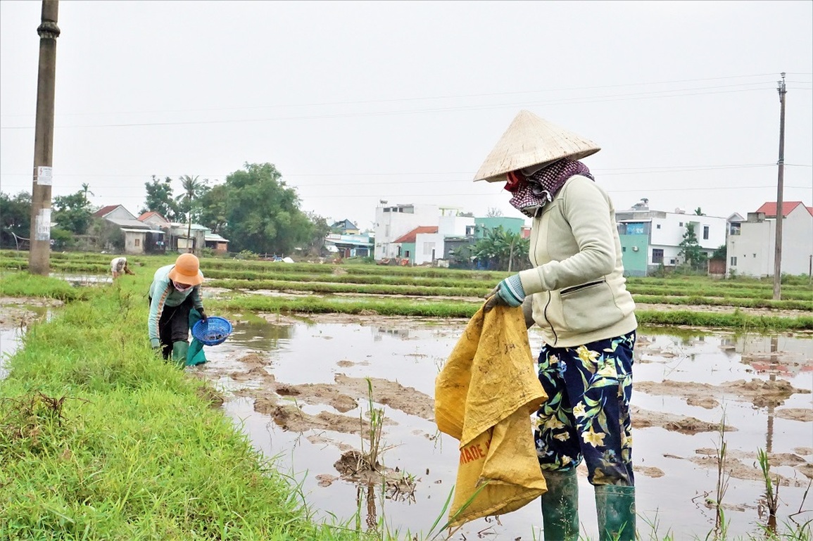 Nông dân lội bùn nhặt tiền trên ruộng - 5 Nông dân lội bùn nhặt tiền trên ruộng - 5