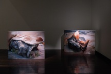 Nghệ sĩ 9X gốc Việt giới thiệu dự án sắp đặt "Tuyết mùa xuân"