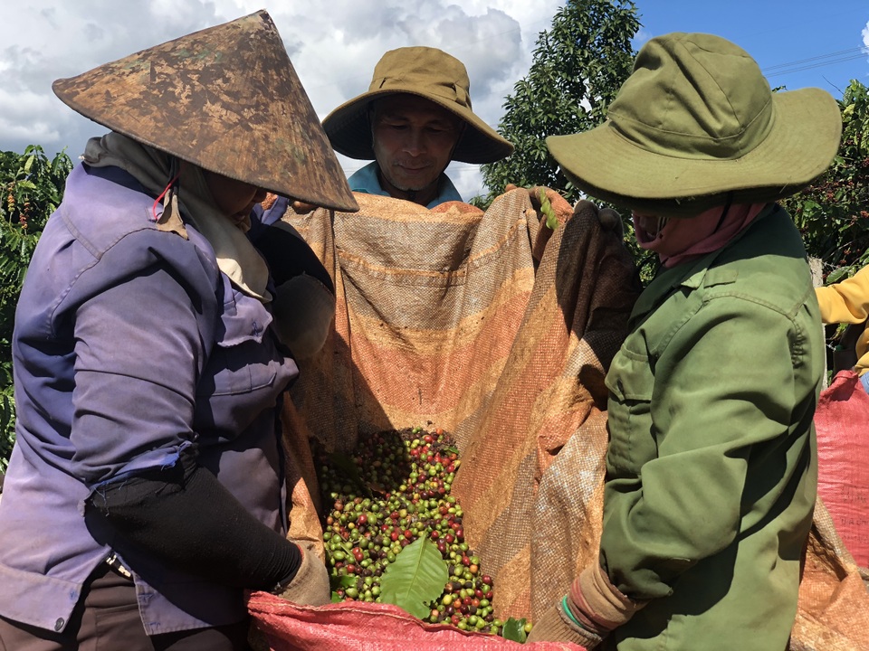 Gia Lai: Nông dân tất bật vào vụ thu hoạch cà phê - 7 Gia Lai: Nông dân tất bật vào vụ thu hoạch cà phê - 7