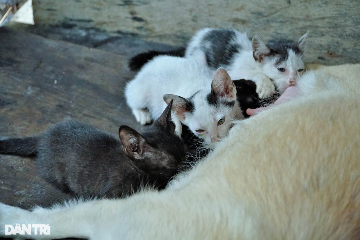 Hy hữu: Chó làm mẹ bất đắc dĩ của đàn mèo cực đáng yêu ở Cà Mau - 2 Hy hữu: Chó làm mẹ bất đắc dĩ của đàn mèo cực đáng yêu ở Cà Mau - 2