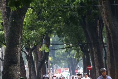 Ngắm hàng cây cổ thụ trăm tuổi sắp bị đốn hạ ở Sài Gòn