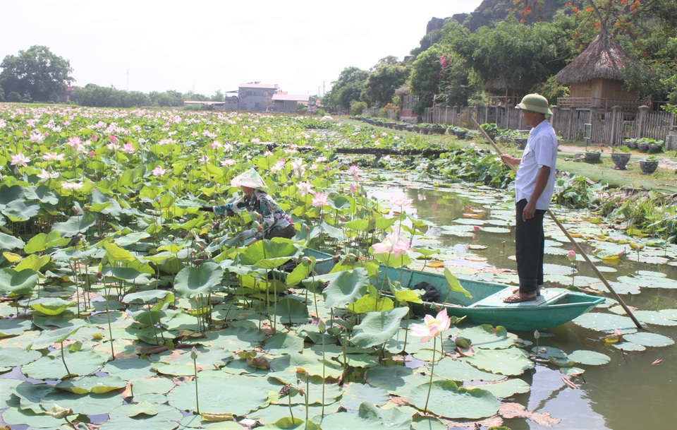 Trồng sen Nhật, thả cá và làm du lịch ở ruộng lúa, nông dân kiếm bộn tiền - 2 Trồng sen Nhật, thả cá và làm du lịch ở ruộng lúa, nông dân kiếm bộn tiền - 2