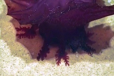 Khám phá biển sâu, phát hiện quái vật không đầu đi bộ kiếm ăn