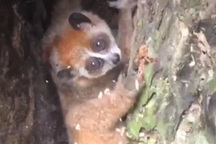 Giải cứu cá thể cu li quý hiếm bị trói suốt nhiều giờ