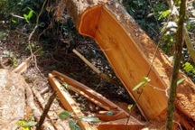 Khởi tố 11 đối tượng vụ rừng xanh bị "xẻ thịt" ở Gia Lai