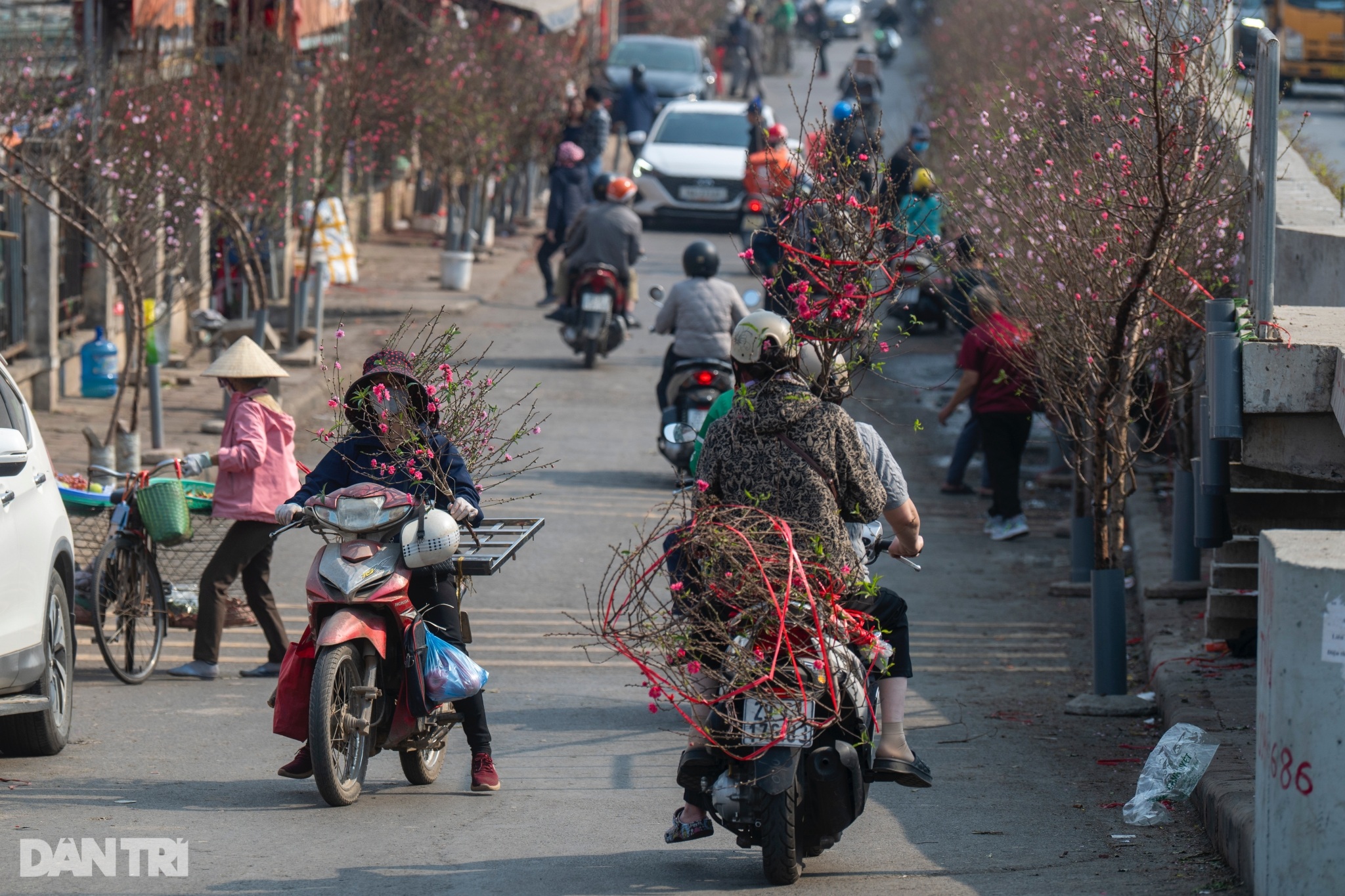 Đào Nhật Tân khoe sắc rực rỡ, giá tăng vọt vẫn đắt khách tới mua - 11 Đào Nhật Tân khoe sắc rực rỡ, giá tăng vọt vẫn đắt khách tới mua - 11
