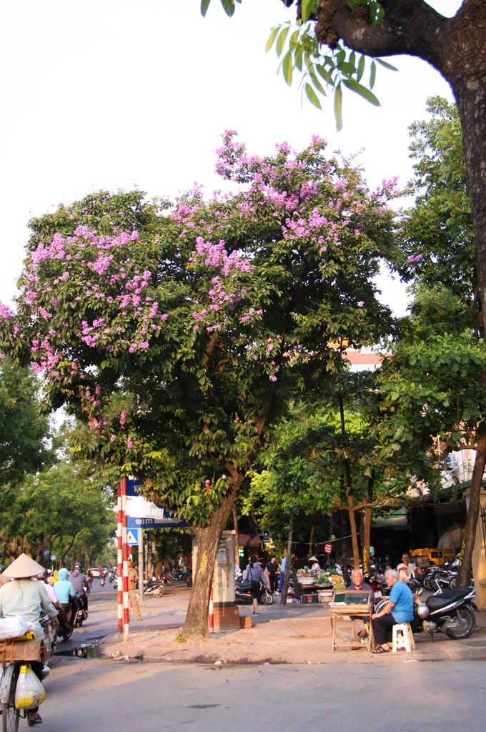 Sắc màu tuổi học trò của bộ đôi Phượng Vỹ - Bằng Lăng trong buổi chiều nắng hè dịu dàng - Ảnh 14.