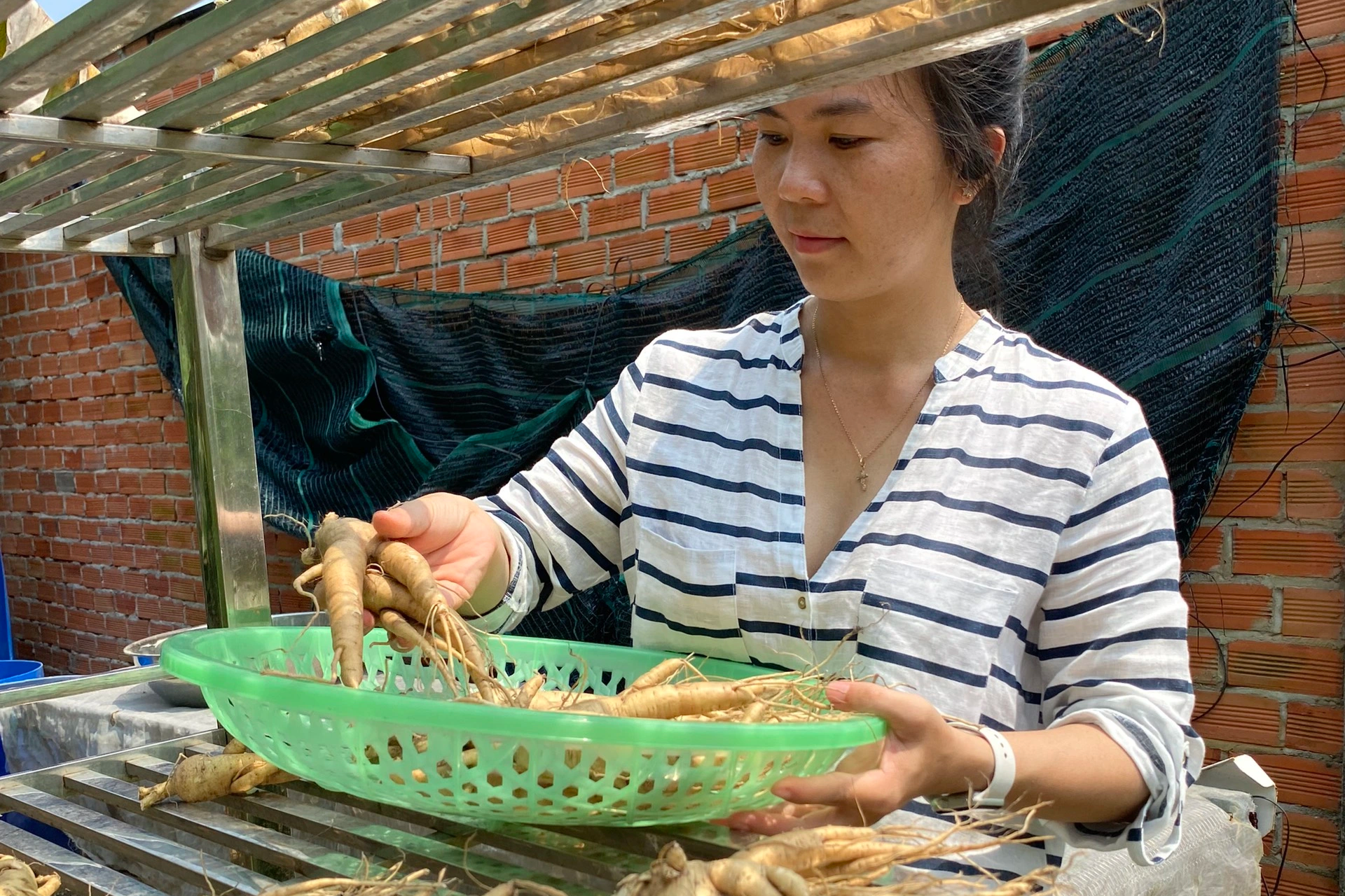 Bỏ phố về quê trồng sâm tiến vua, cô gái thu hàng trăm triệu đồng/tháng - 4 Bỏ phố về quê trồng sâm tiến vua, cô gái thu hàng trăm triệu đồng/tháng - 4