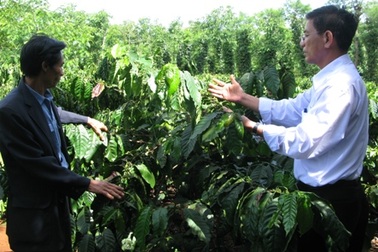 Lên Tây Nguyên xem “trẻ hóa” cà phê già