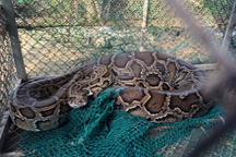 Trăn dài 2m bò vào trang trại nuốt chửng bê con