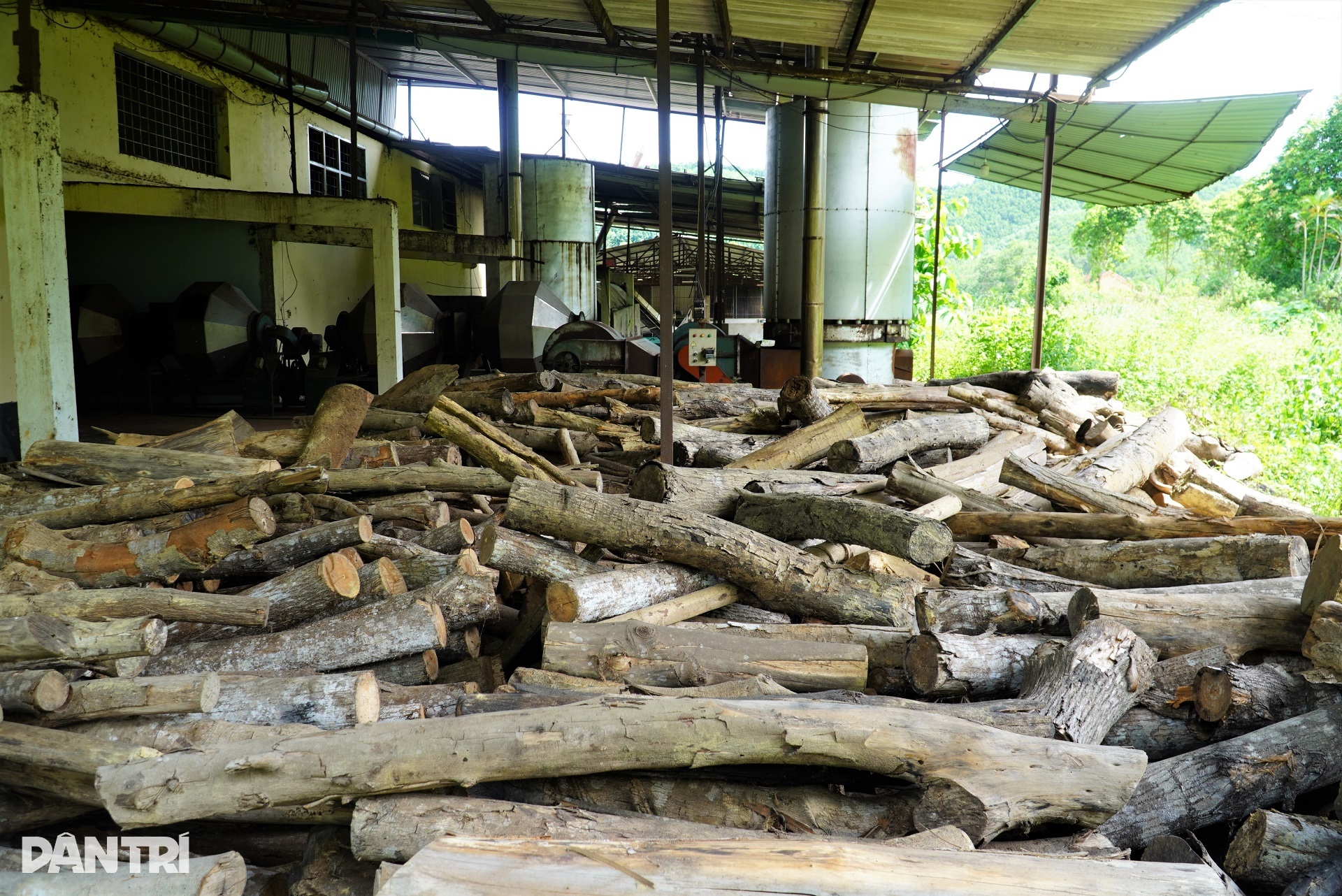 Nhà máy chế biến chè tiền tỷ đắp chiếu, máy móc gỉ sét - 8 Nhà máy chế biến chè tiền tỷ đắp chiếu, máy móc gỉ sét - 8