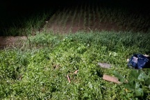 Người đàn ông Hưng Yên tử vong vì dùng điện bẫy chuột