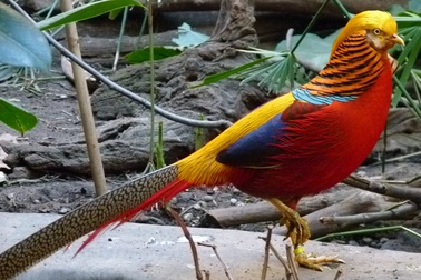 Chim trĩ 7 màu biếu Tết: Gần 20 triệu đồng/cặp, muốn mua vẫn phải chờ