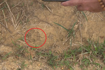 Đặt bẫy ảnh "canh" hổ trong vườn cao su