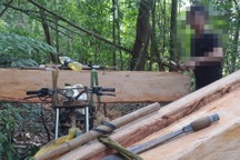 Bị bắt quả tang chở gỗ lậu, lâm tặc hành hung nhân viên bảo vệ rừng