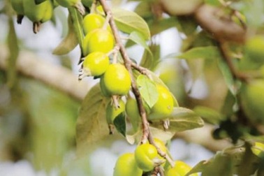 Xím Vàng xôn xao mùa táo chín