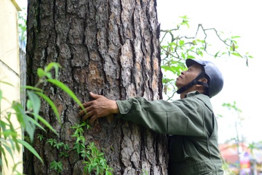 Đà Lạt sẽ trồng thay thế sau khi chặt hạ, di chuyển 108 cây thông ba lá