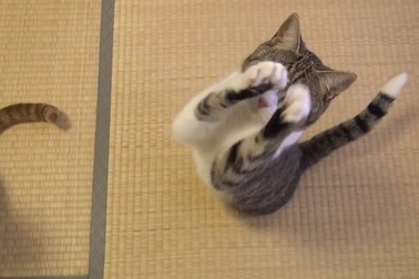 Hài hước chú mèo biết năn nỉ để xin ăn