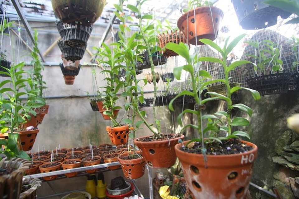 Người chơi lan đột biến tiết lộ sự thật khó tin về các thương vụ mua - bán gần trăm tỷ - 1 Người chơi lan đột biến tiết lộ sự thật khó tin về các thương vụ mua - bán gần trăm tỷ - 1