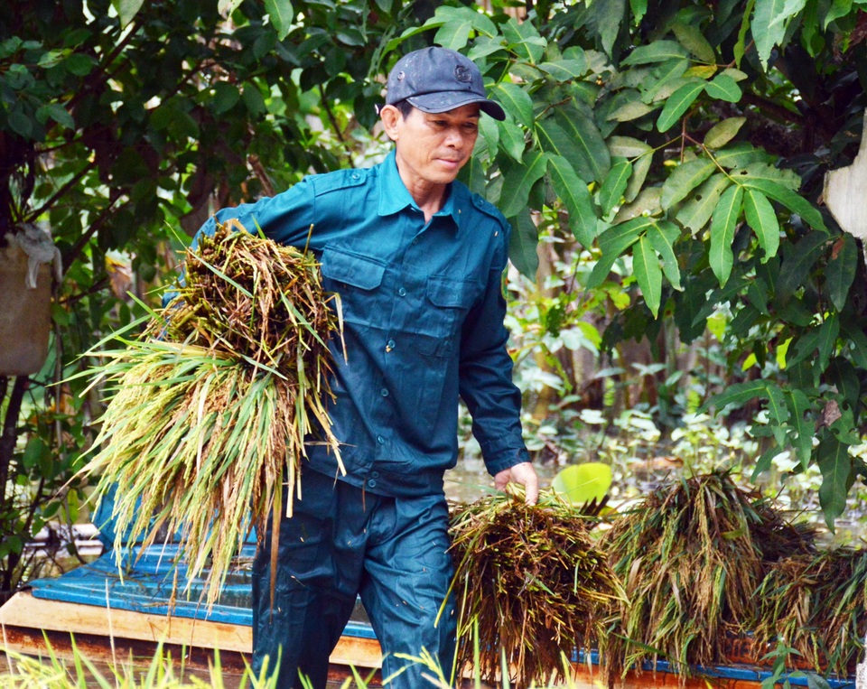 Hàng trăm bộ đội, dân quân tự vệ lội ruộng giúp dân gặt lúa chạy ngập lụt - 10 Hàng trăm bộ đội, dân quân tự vệ lội ruộng giúp dân gặt lúa chạy ngập lụt - 10