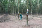 Một công ty cao su sắp nhận hàng nghìn tỷ đồng tiền đền bù
