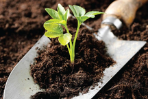 Áp thuế VAT với phân bón: Không chịu thuế còn đau khổ hơn chịu thuế 5%