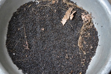 Dân hoang mang vì côn trùng "lạ" xuất hiện dày đặc