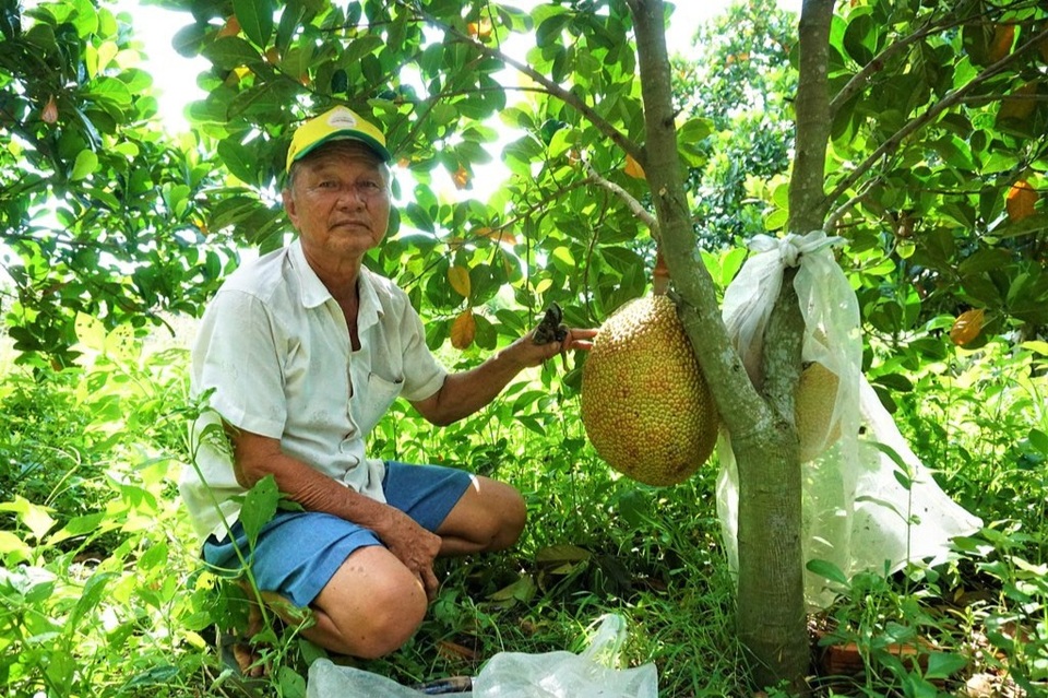 Trồng giống mít lạ hái quả không đủ bán, lão nông thu tiền tỷ mỗi năm - 1 Trồng giống mít lạ hái quả không đủ bán, lão nông thu tiền tỷ mỗi năm - 1