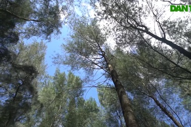 Độc đáo không gian nghỉ mát dưới tán rừng phi lao chắn sóng