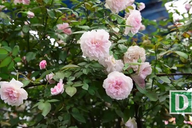 Hàng nghìn cây hoa hồng hội tụ tại lễ hội hoa ở Hà Nội