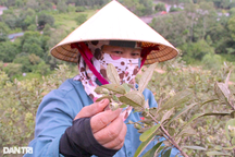 Thứ lộc trời màu tím lịm mang lại tiền triệu mỗi ngày cho nhà nông