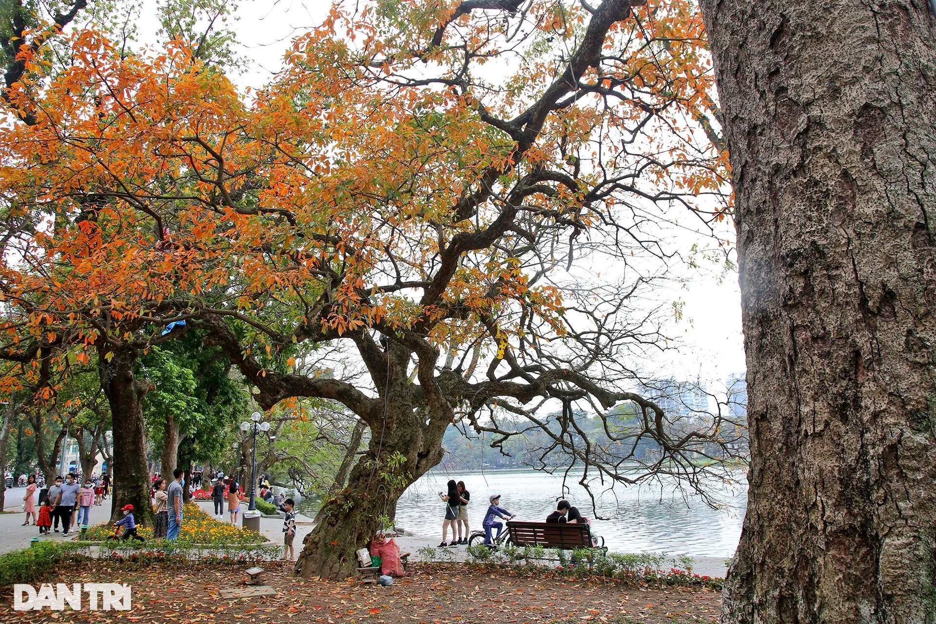 Hà Nội vàng rực trong mùa cây thay lá, giới trẻ đổ xô đi chụp ảnh - 3 Hà Nội vàng rực trong mùa cây thay lá, giới trẻ đổ xô đi chụp ảnh - 3