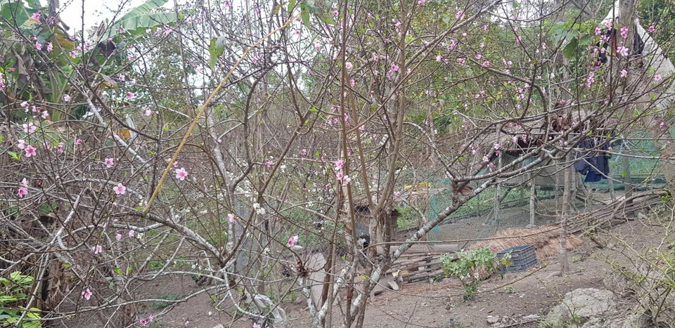 Độc đáo đào ghép mận cho ra hoa rất đẹp ở miền Tây xứ Nghệ - 1 Độc đáo đào ghép mận cho ra hoa rất đẹp ở miền Tây xứ Nghệ - 1