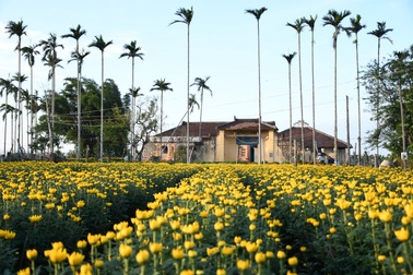 Hoa cúc nhuộm vàng làng quê ngày giáp Tết