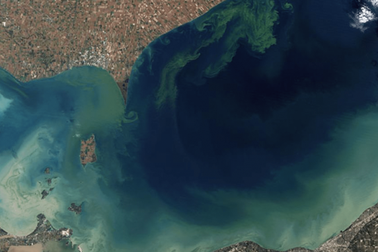 Hồ nước đột nhiên chuyển sang màu khác thường sau khi tảo độc sinh sôi