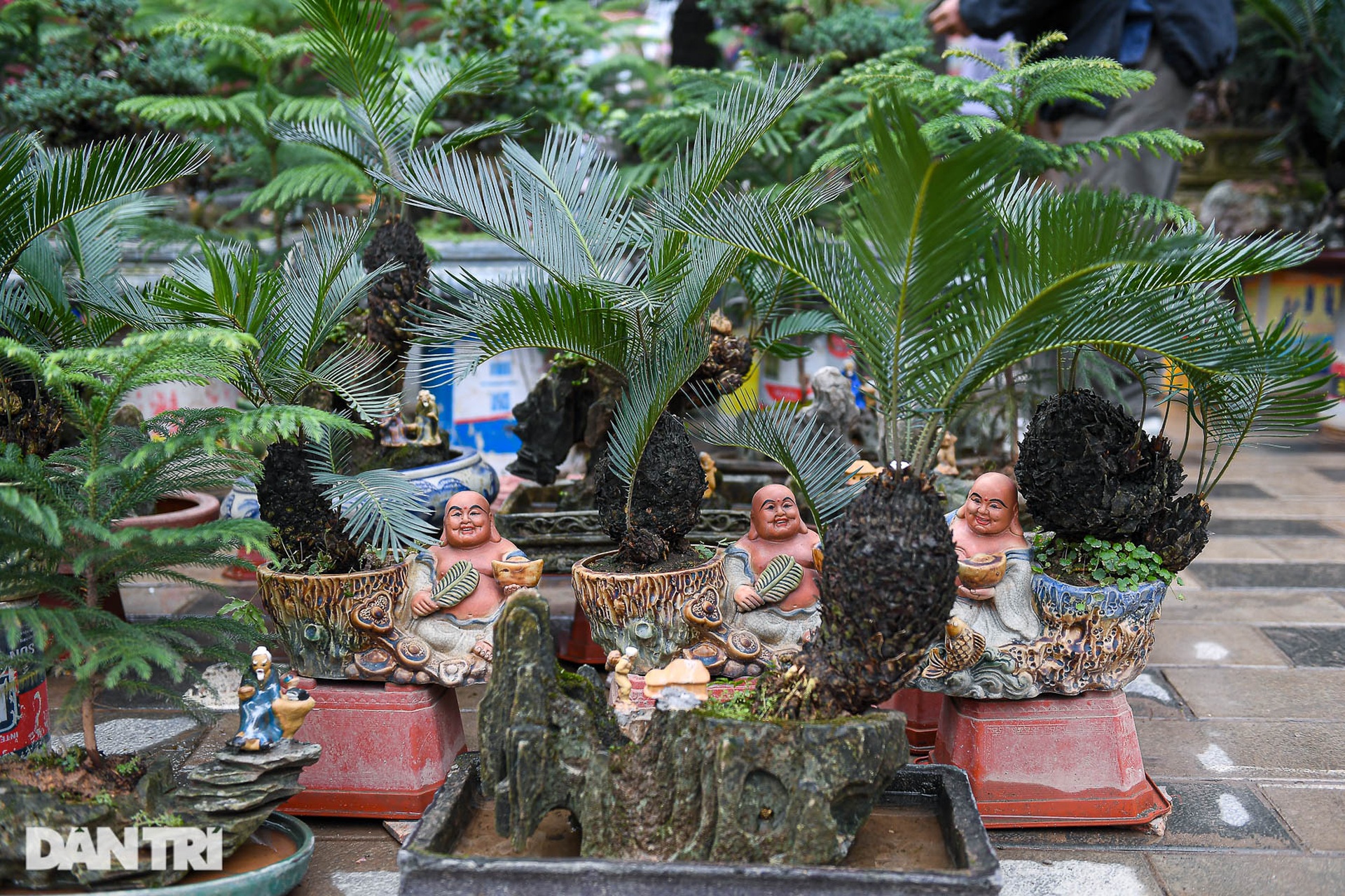 Vạn tuế bonsai giá chục triệu đồng hút khách chơi Tết ở Hà Nội - 1 Vạn tuế bonsai giá chục triệu đồng hút khách chơi Tết ở Hà Nội - 1