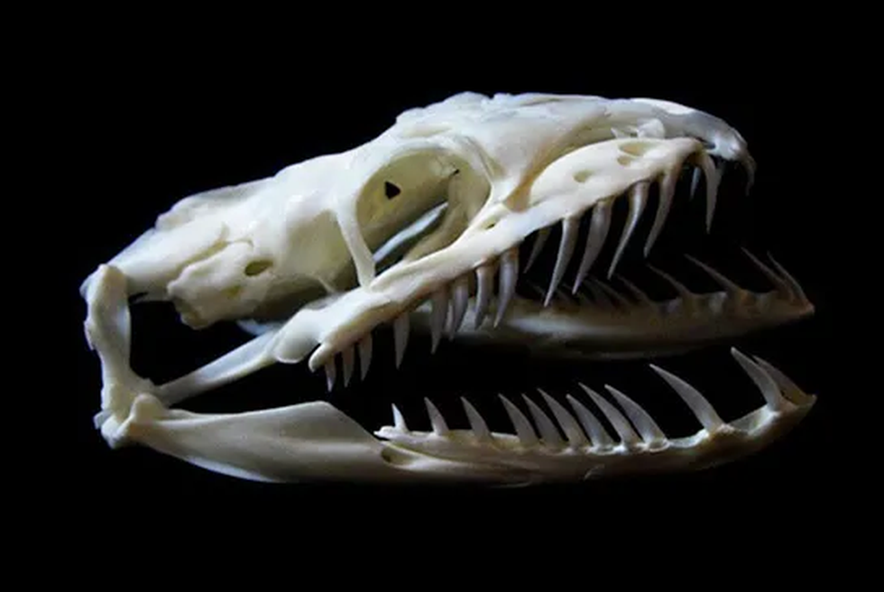 Điểm lại những vụ trăn tấn công và ăn thịt người gây rúng động dư luận - 3 Điểm lại những vụ trăn tấn công và ăn thịt người gây rúng động dư luận - 3