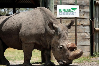 Những con số đáng báo động về nạn săn bắn và buôn lậu tê giác