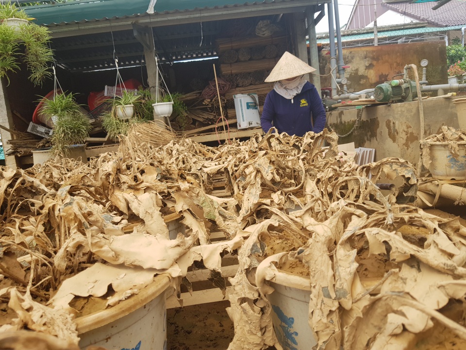 Quảng Trị: Người trồng hoa trắng tay sau mưa lũ! - 8 Quảng Trị: Người trồng hoa trắng tay sau mưa lũ! - 8